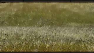Meadow Magic (Jay Mix) - by Carl Lohmann and Maine JayBird - downtemp world music