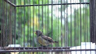 Kolibri Ninja Blorok Sayap