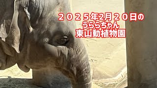 ２０２５年2月２０日のうららちゃん　東山動植物園＃うらら#ゾウ ＃東山動植物園#zoo #elephant