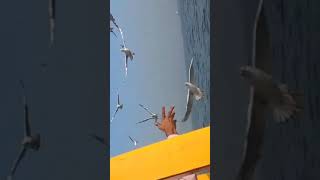 Birds Flying Gateway Of India Boating #shorts #viralshorts #birds #bollywood