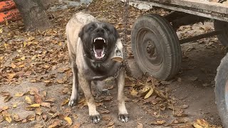 “EFSANE PANTERLER YOLDA ONUR KANLI BALYOZ OĞLU”#dog #wolf #malaklı #puppy #sivaskangalı #akbaş#bear