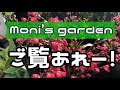 moni s garden ウチワサボテンの特徴 ウチワサボテン サボテン ガーデニング 庭の花 flower