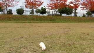 フェレット雪ちゃん公園散歩（2013年11月27日）