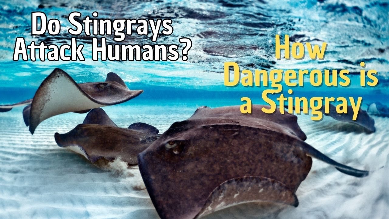 How Dangerous Is A Stingray | Do Stingrays Attack Humans? - YouTube