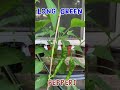 long green peppers green pepper plants sili peppers greenpeppers sili pepper pepperplant