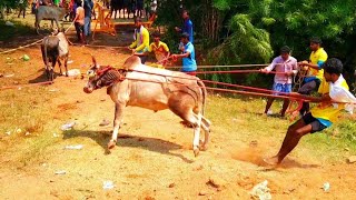 நிலவரப்பட்டி ஜல்லிக்கட்டில் வீரர்களை மிரட்டிய செவலை ||தமிழ் மாணவன்