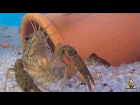 What structures do crayfish use to eat?