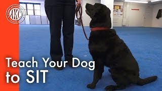 Teach Your Dog to Sit