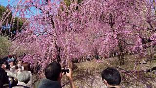 城南宮・神苑の「しだれ梅」（2021年3月1日　京都市伏見区）