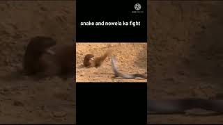 snake newala ka fight. #short.virul video.