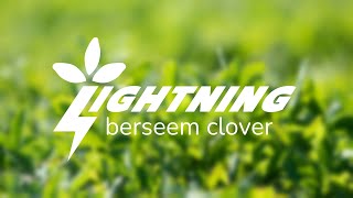 Lightning Berseem Clover Study