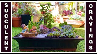 Succulent Arrangement in Terracotta Glazed Bonzai Pot