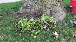 The addition of marsh marigolds (Caltha palustris) (4/11/2020)