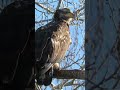 Young eagle gets chased off perch by other eagles 🦅🦅🦅 #baldeagle #raptors #shorts #wildlife