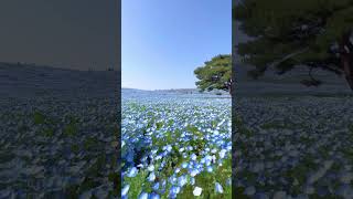 Nemophila flowers in Hitachi Seaside Park, Ibaraki Japan / 茨城県 国営ひたち海浜公園 ネモフィラ花畑 in April 2023