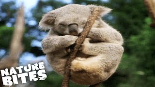 Koalas Forced from their Homes | Nature Bites