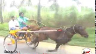 Komarapalayam horse race 1—2012—குமாரபாளையம் பந்தயம் 1—Horse cart rekla race