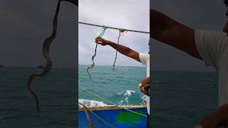 அதிக விஷம் உள்ள கடல் பாம்பு #thoothukudimeenavan #trending #shortvideo #fishing #deepsea #thanks