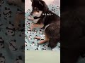 大好物のあの音には抗えない寝たフリ柴犬【黒豆柴】