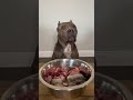 Raw Diet For Dogs