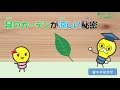 緑のカーテンについて学ぼう！編《香川県》