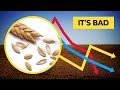 No, more CO₂ won't help us grow more food