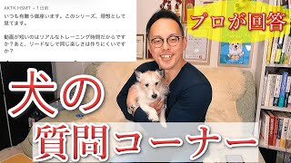 【犬の質問】視聴者さんの疑問に答える【コメント返し】