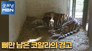 [굿모닝월드] 작지만 목소리는 우렁차요 [굿모닝MBN]