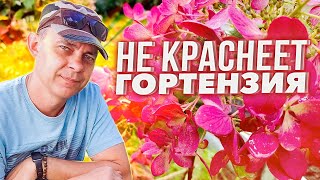 ПОЧЕМУ НЕ КРАСНЕЮТ МЕТЕЛЬЧАТЫЕ ГОРТЕНЗИИ И КАК РЕШИТЬ  ЭТУ ПРОБЛЕМУ