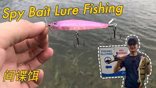 Spy Bait Lure Fishing  | Peacockbass Fishing | 间谍硬饵钓鱼，还能白果空军吗？#钓鱼 #fishing #pancing