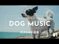 DOG MUSIC TV (Entertainment for Dogs! separation anxiety, sleep problems, loneliness and boredom)