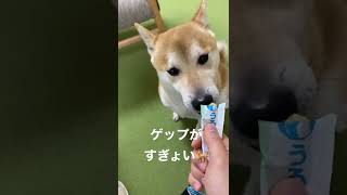 【柴犬】チュール食べてゲップする柴犬🐕