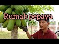 Rumah pepaya #panen yang ke 8 kali di seputaran rumah #vidioviral