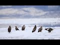 ♪鳥くん野鳥動画（北海道）オオワシとオジロワシ景色20190221jo6a1218