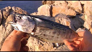 Spinning Fishing, a Very Strong False Albacore – Ψάρεμα Spinning, Ένα Πολύ Δυνατό Καρβούνι.