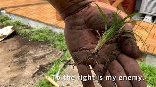 Removing Cyperus rotundus