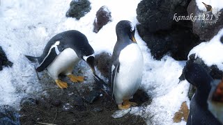 おたる水族館 ジェンツーペンギン”のん”の健気な恋心