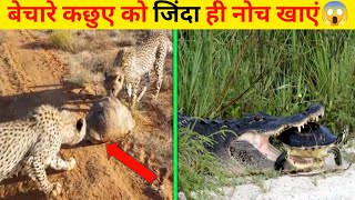 क्या कछुआ अपने कवच के बिना जीवित रह सकता हैं?🤔can a turtle survive without shield #facts