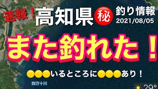 【高知県㊙️釣り情報】お盆休みは釣り三昧の予定が台風で雨予報だし…という方もいらっしゃるのでは？