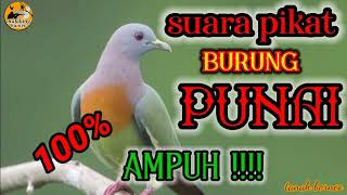 🔴Suara pikat punai daun ‼️ampuh💯