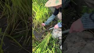 cutting rice #shorts #lime child #rural life #documenting rural life