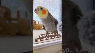 【濃厚なファンサービス？】永遠の3歳児オカメインコこはく