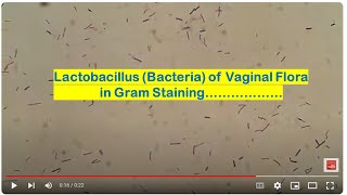 Lactobacillus of Vaginal Flora