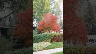 Ohio buckeye tree