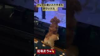 テレビに食い入りすぎたチワックス📺そこまでして吠える？犬、わんこ #shorts