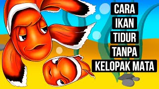 Kenapa Ikan Nggak Punya Kelopak Mata dan Gimana Cara Tidurnya?