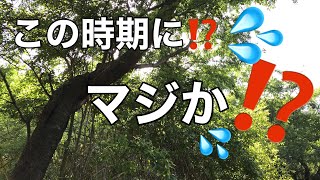 仕事帰りのクワガタチェック！ PART ４