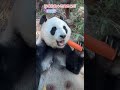 大熊猫 大熊猫妹猪 大熊猫萌萌 panda 妈咪你放心吃窝自己玩