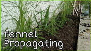 Propagating fennel || how to grow fennel