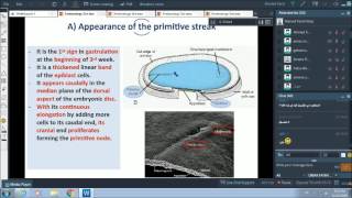 3rd wk of pregnancy - gastrulation - Dr. Ahmed Farid